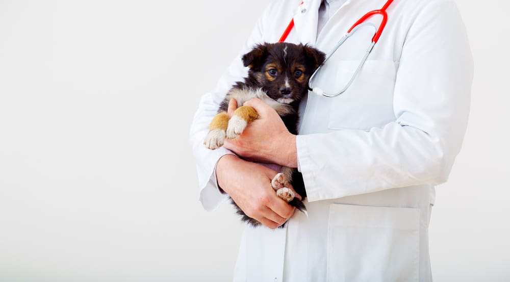 Is Puppy Health Care Insurance Worth the Expense?