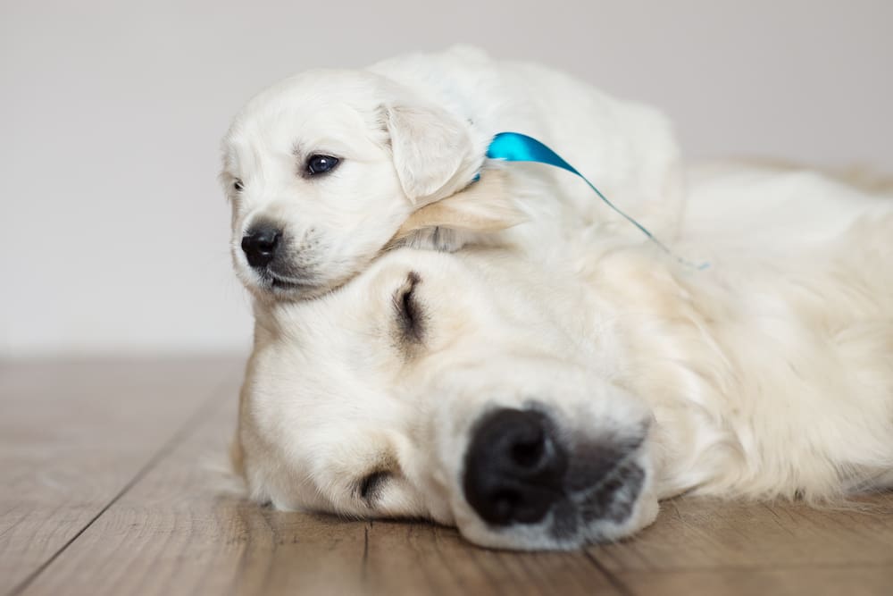 Golden Retriever: A Puppy You’ll Forever Love