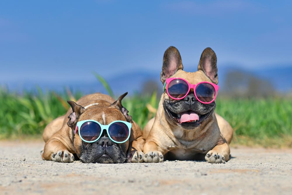 Best Dog Breeds for Hot Weather