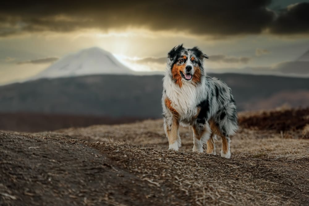 Best Dog Breeds for Running & Hiking