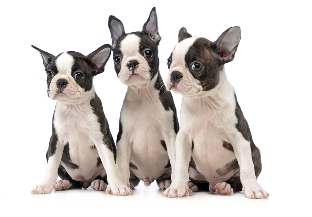 Boston Terrier: A Puppy You’ll Forever Love