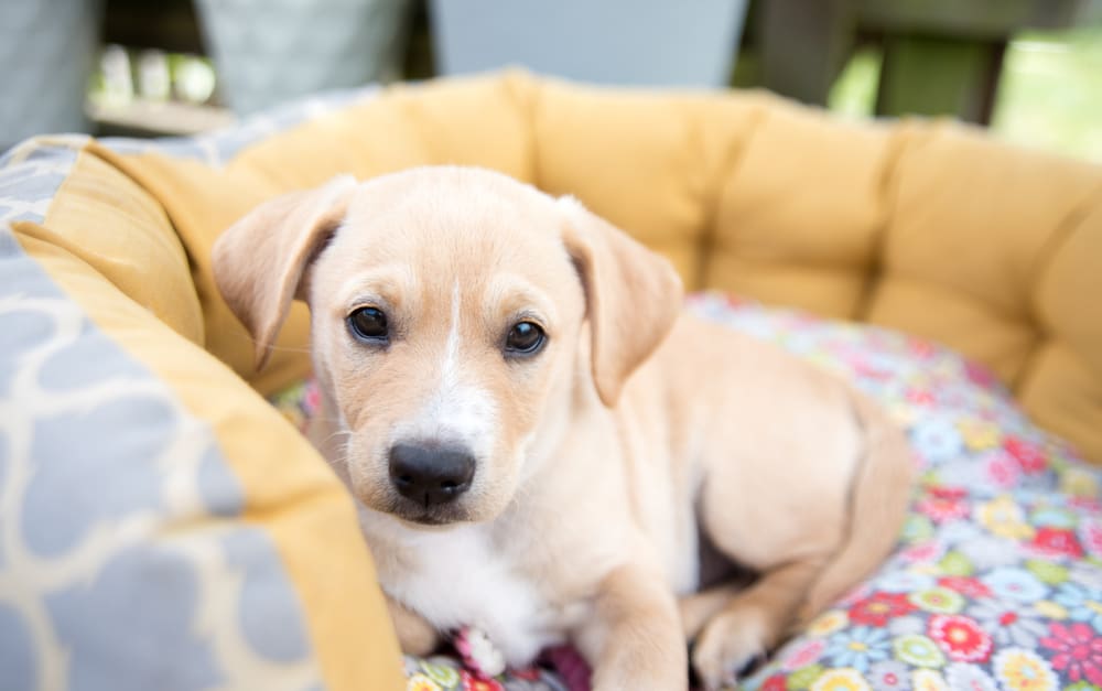 How to Keep Your Puppy Safe & Happy While You’re at Work