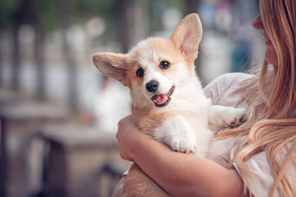Everything You Need to Know About Corgis