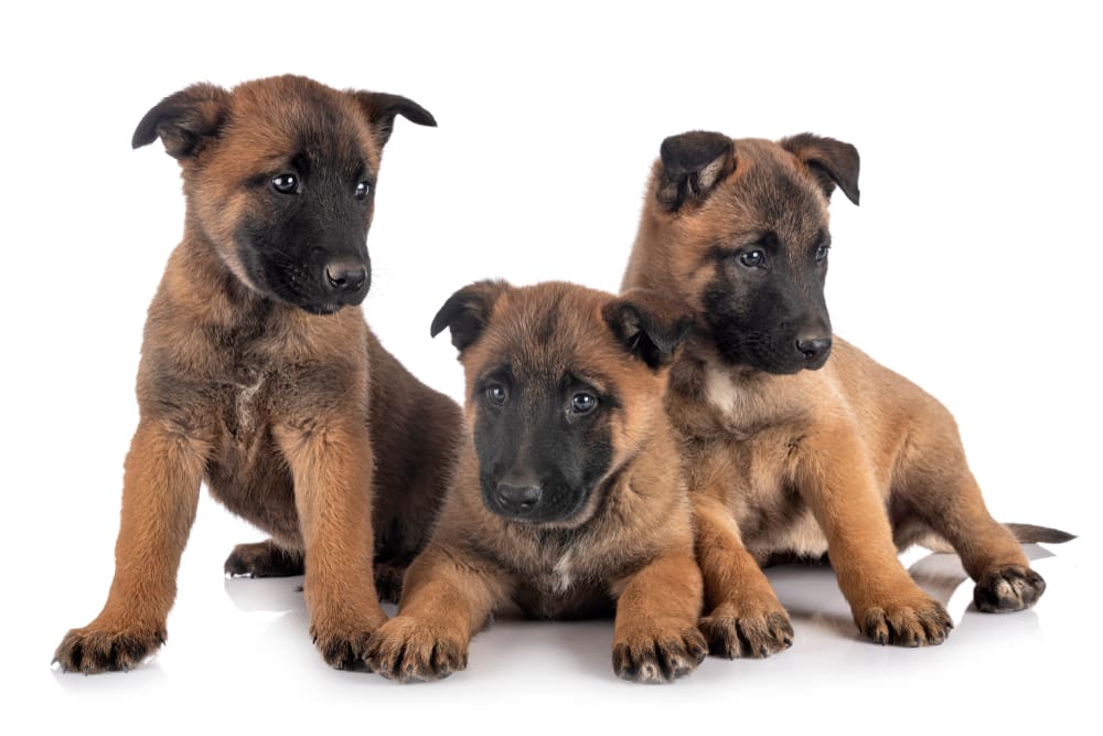 Belgian Malinois: A Puppy You’ll Forever Love