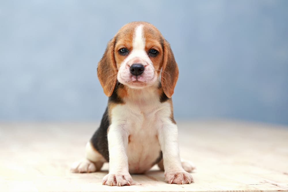 Beagle: A Puppy You’ll Forever Love