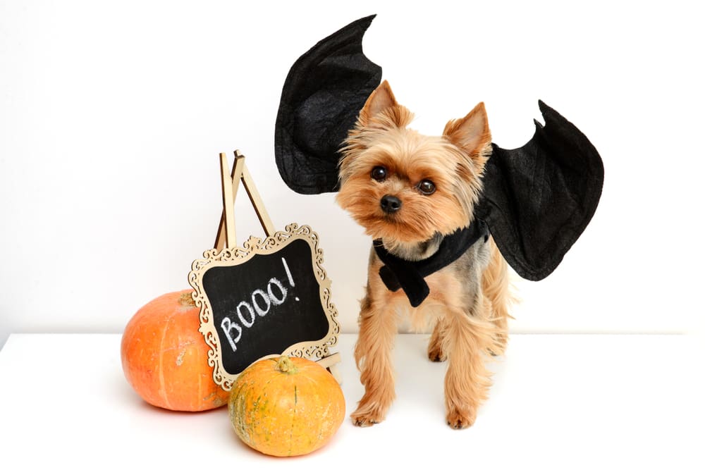 5 Adorable DIY Halloween Costumes for Puppies