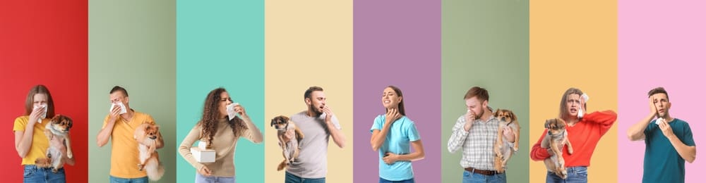 Many dog breeds cause allergies in those who suffer from sensitivities to pet dander.