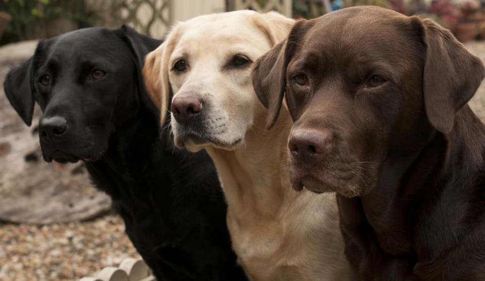 Owning a Labrador Retriever