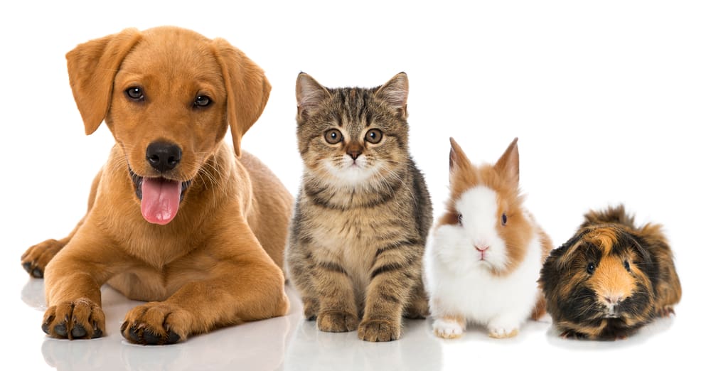 How to Introduce Your New Puppy to Your Household Pets