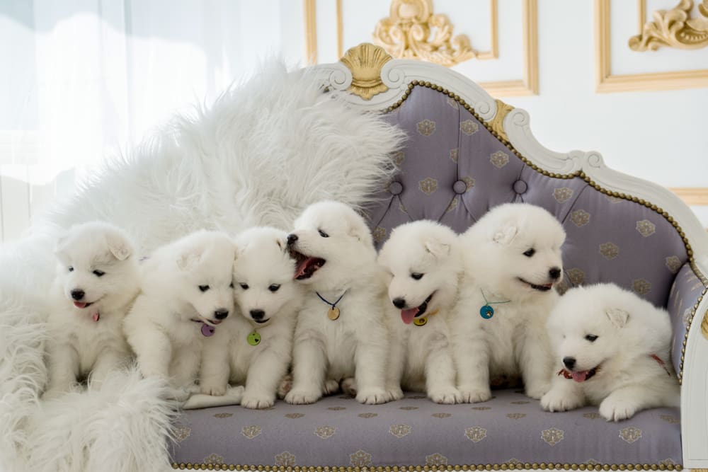 Facts About Samoyeds