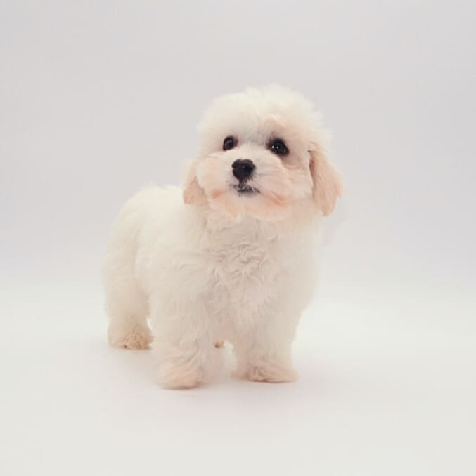 [#M02173] - White M Coton De Tulear Puppies For Sale
