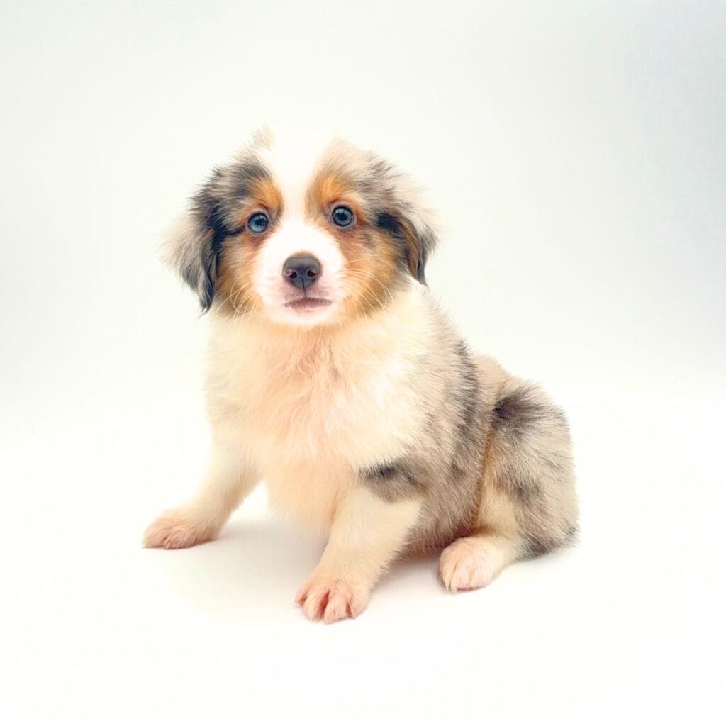[#25304-03] - F Miniature Australian Shepherd Puppies For Sale