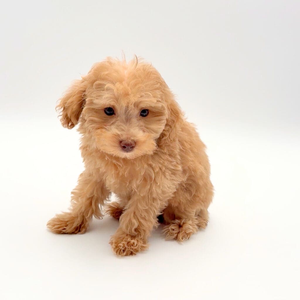 [#25300-04] - Cream F Poodle Toy Puppies For Sale