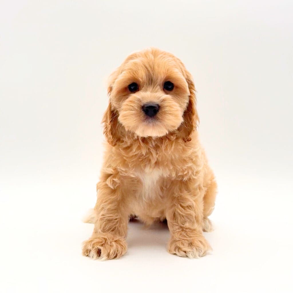 [#M02345] - Apricot M Cockapoo Puppies For Sale