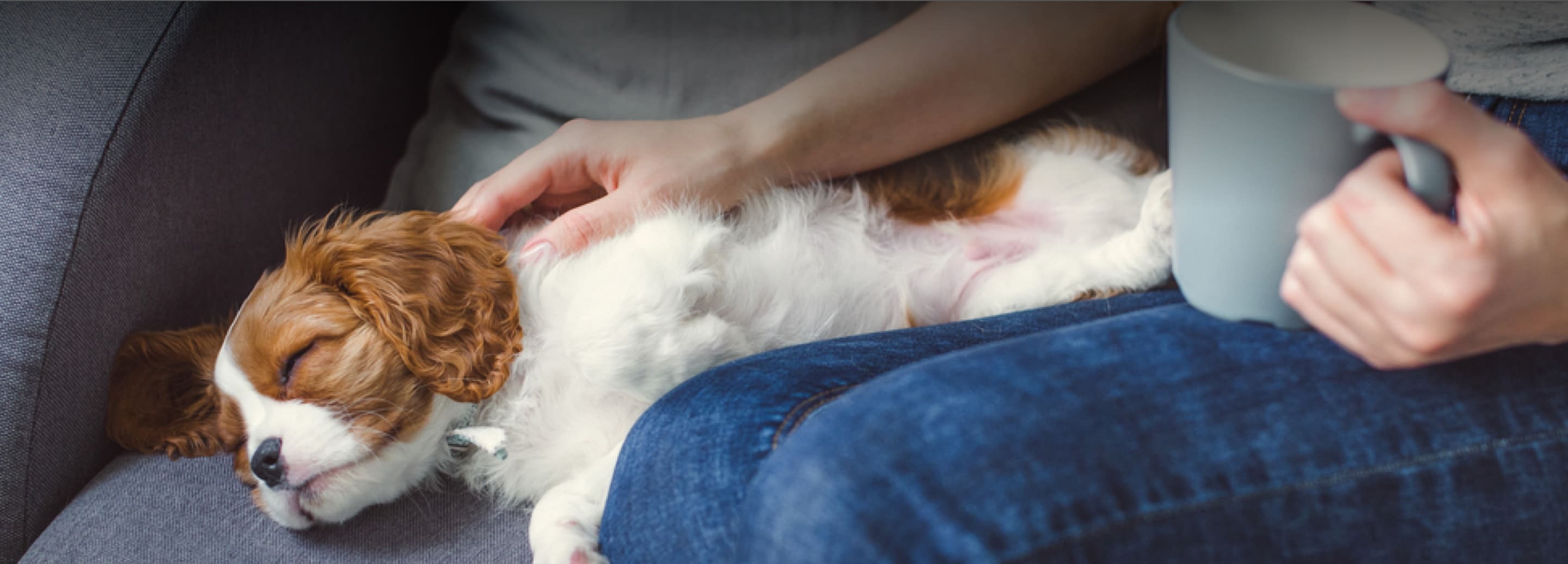 Pet Store Banner