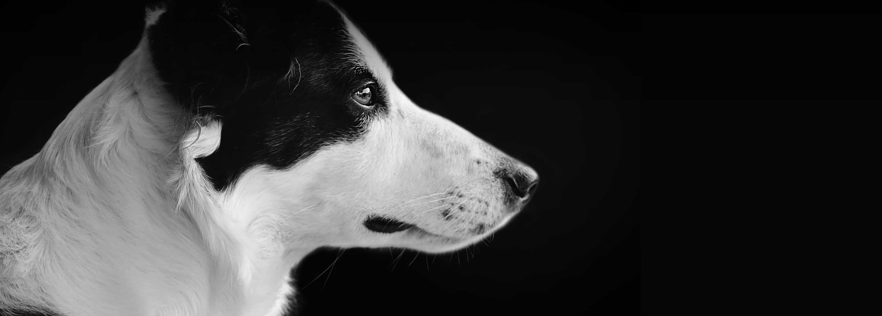 Pet Store Banner