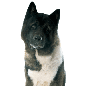 Petland Miami Akita