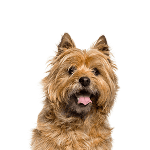 Petland Miami Cairn Terrier