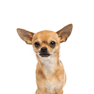 Petland Miami Chihuahua