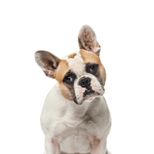 Petland Miami French Bulldog