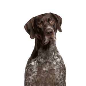 German Shorthaired Pointer