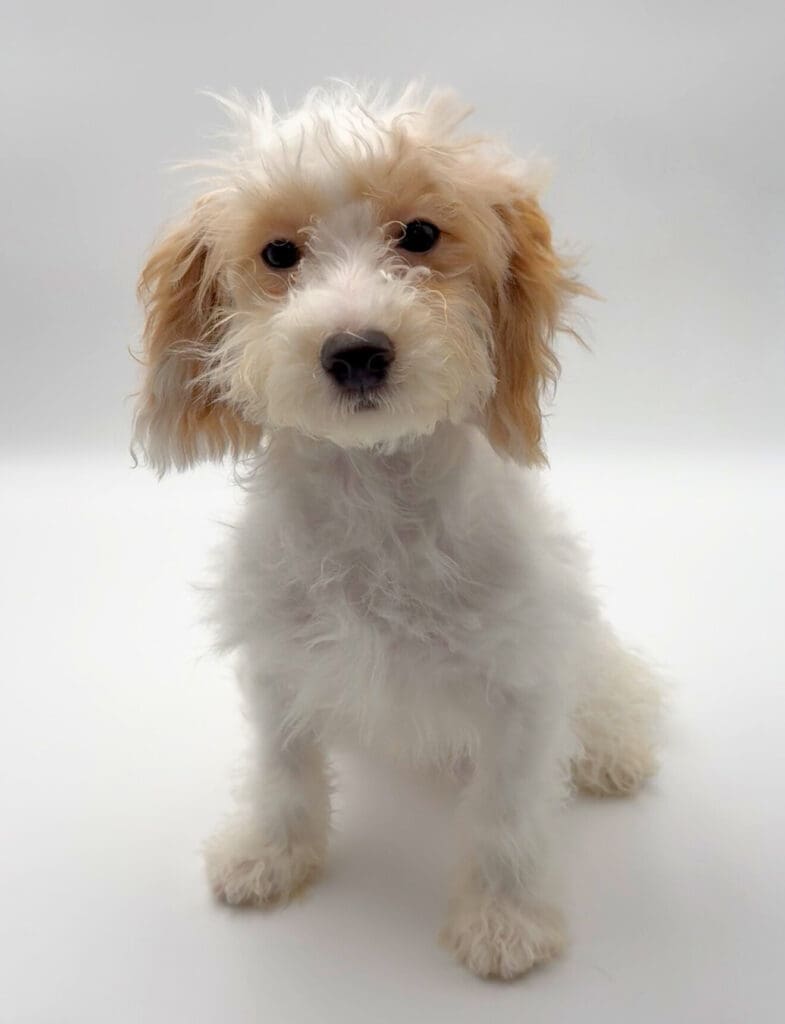 [#242514-01]  - Blenheim F Poochon Puppies For Sale