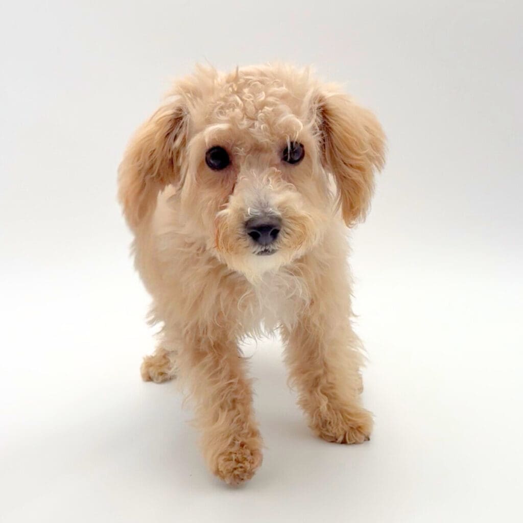 [#243239-03] - Apricot F Bichapoo Puppies For Sale