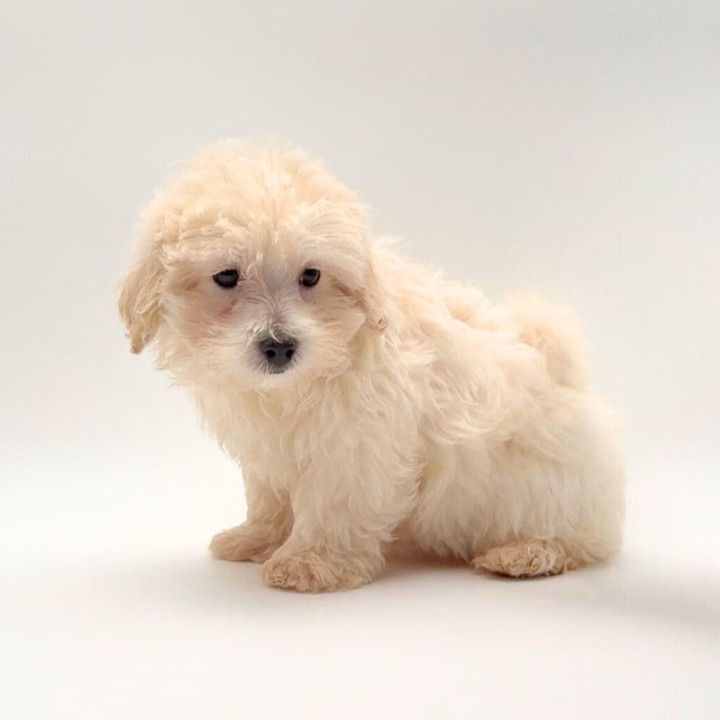 [#25255-02] - Apricot M Maltipoo Puppies For Sale