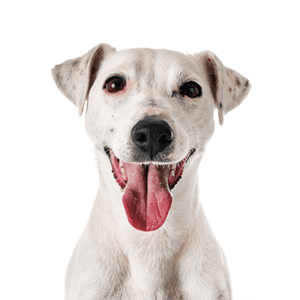 Petland Miami Jack Russell Terrier