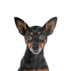 Petland Miami Miniature Pinscher
