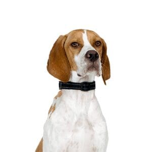 Pointer