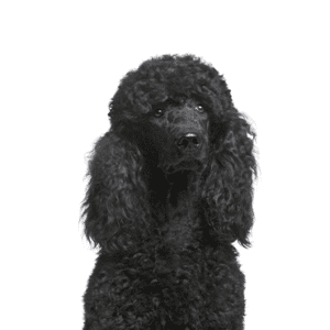 Petland Miami Poodle