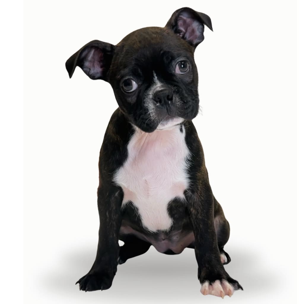 [#242666-06] - Black Brindle F Boston Terrier Puppies For Sale