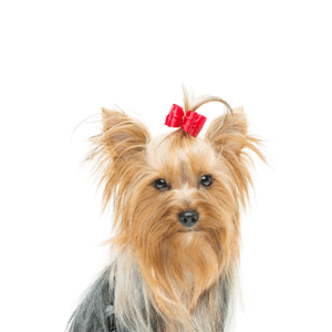Petland Miami Yorkshire Terrier