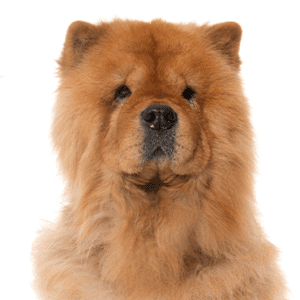 Chow Chow