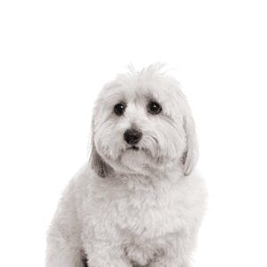 Coton De Tulear