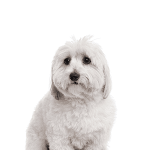 Coton De Tulear