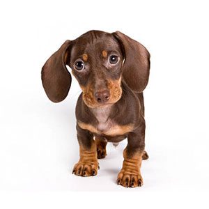 Petland Miami Dachshund