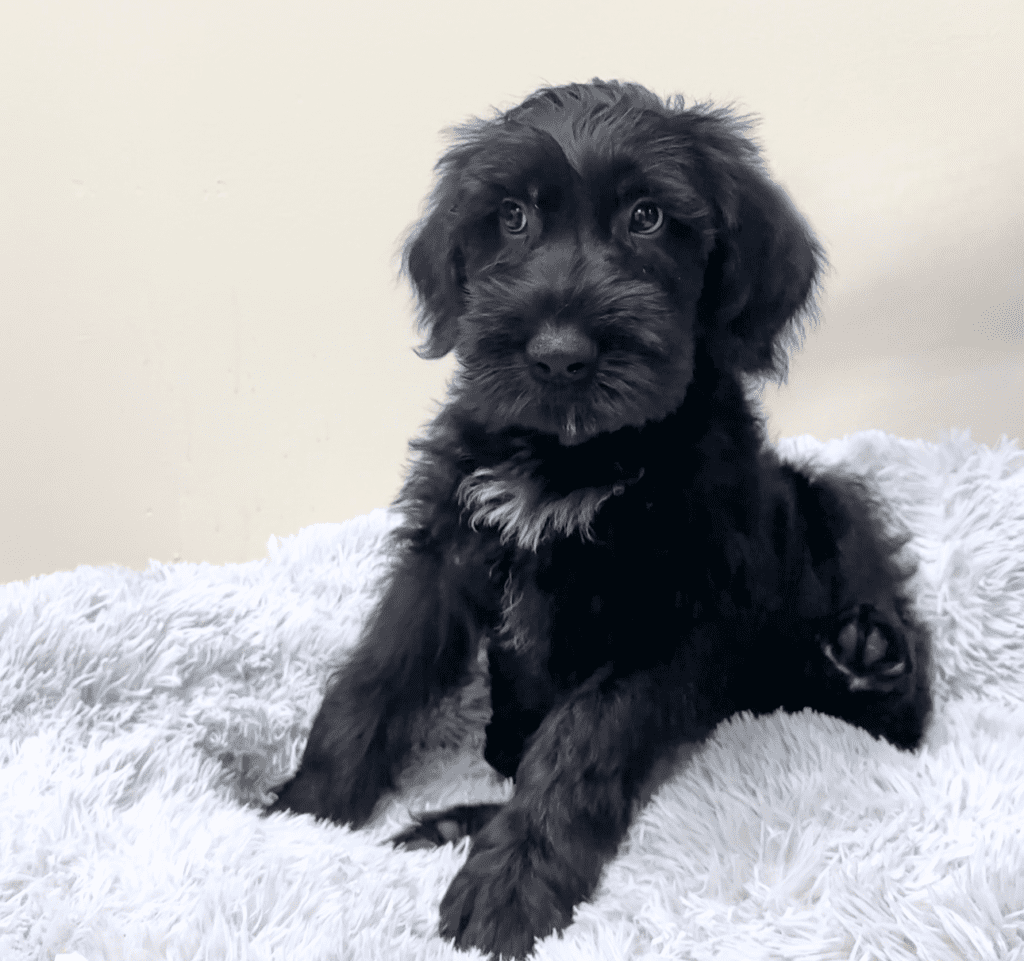 [#253-01] - Black M Giant Schnauzer Puppies For Sale