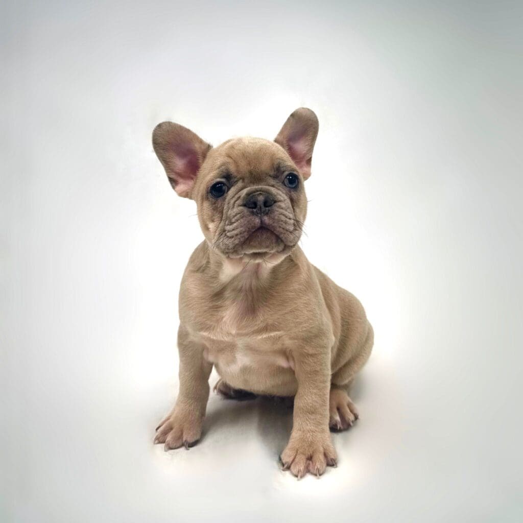 [#242670-03] - Blue Fawn Merle M French Bulldog Puppies For Sale