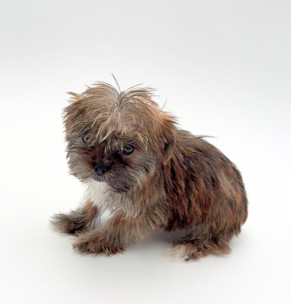 [#25354-01] - Brindle M Yorkie/Shih Tzu Puppies For Sale