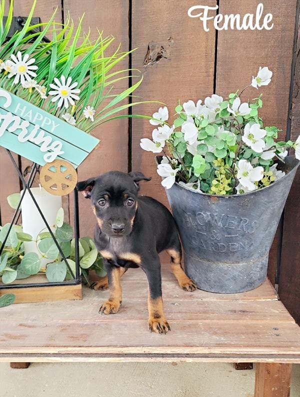 [#25297-03] - Black / Tan F Miniature Pinscher Puppies For Sale