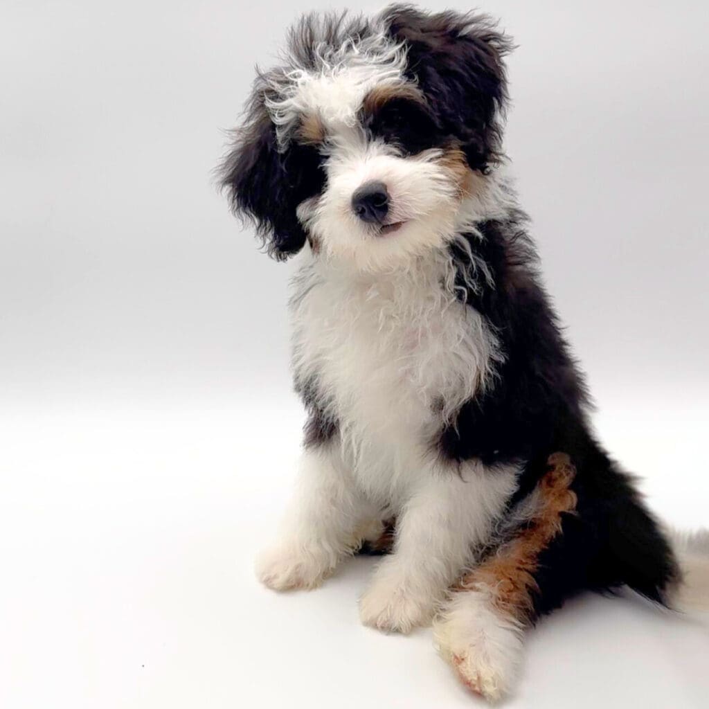 [#2566-05] - Black White / Tan F Bernedoodle F1B Puppies For Sale