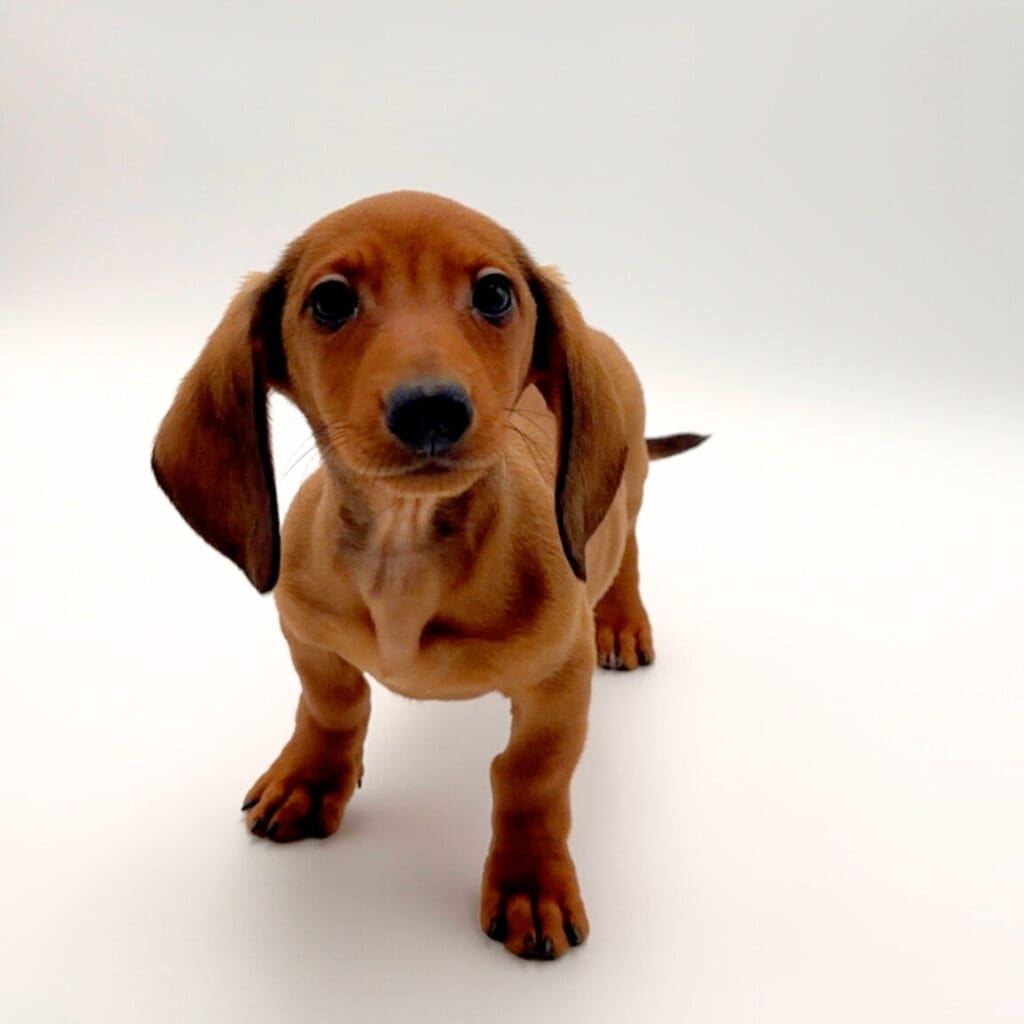 [#25396-04] - Brown F Dachshund Puppies For Sale