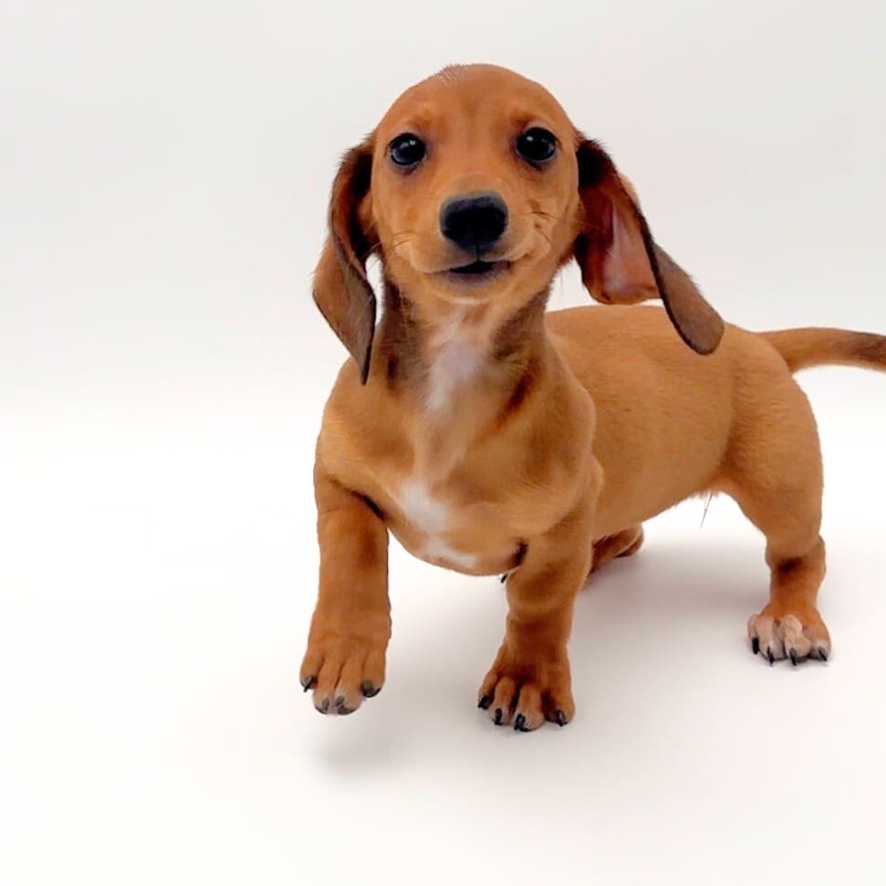 [#25396-01] - Brown M Dachshund Puppies For Sale