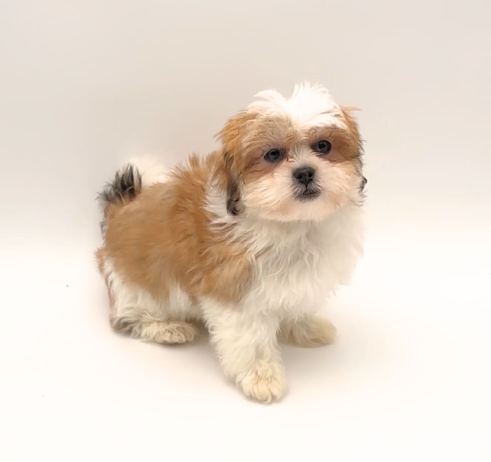 [#25672-02] - Brown / White F Havatzu Puppies For Sale