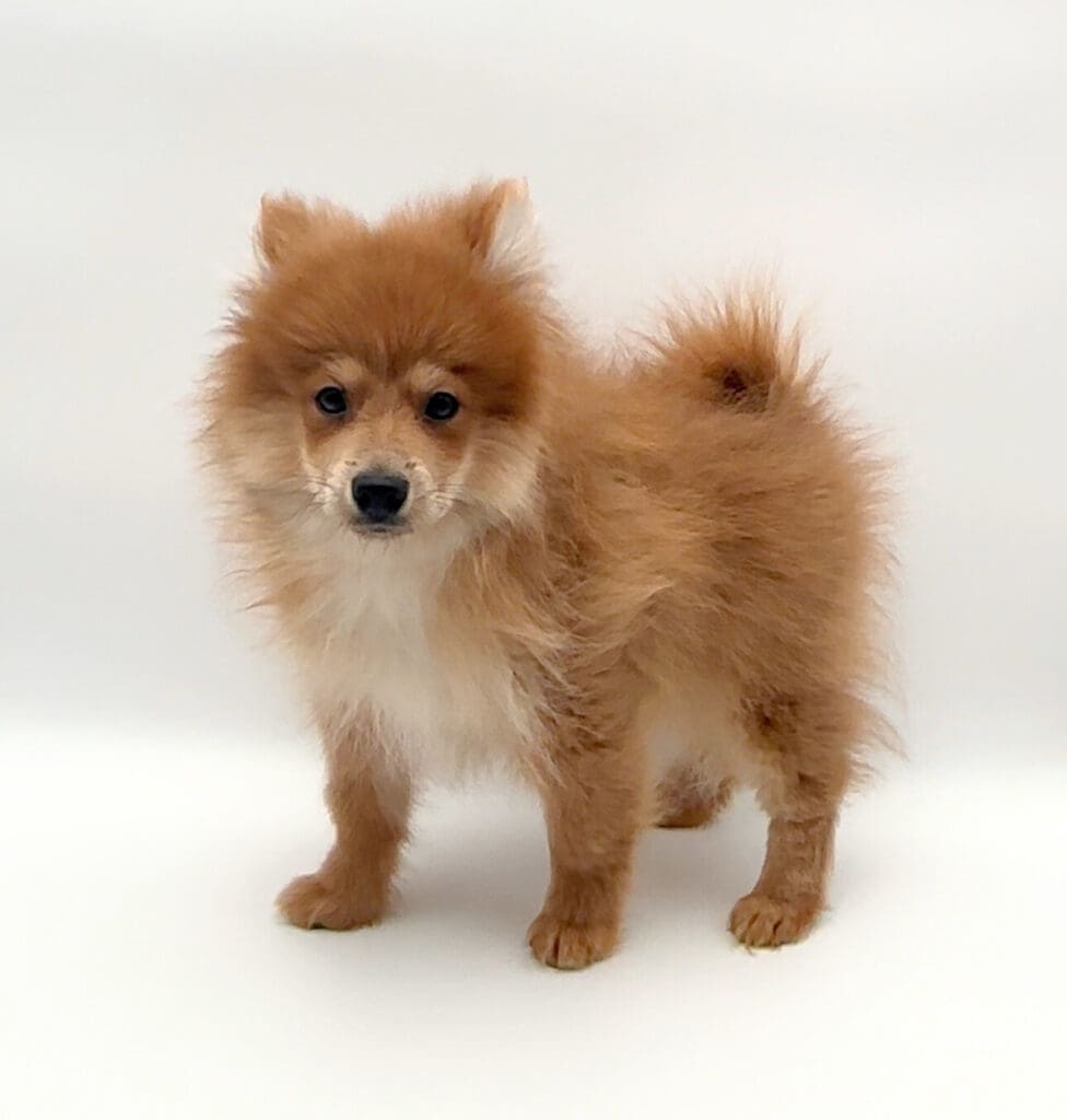 [#25164-01] - Brown M Pomeranian Puppies For Sale