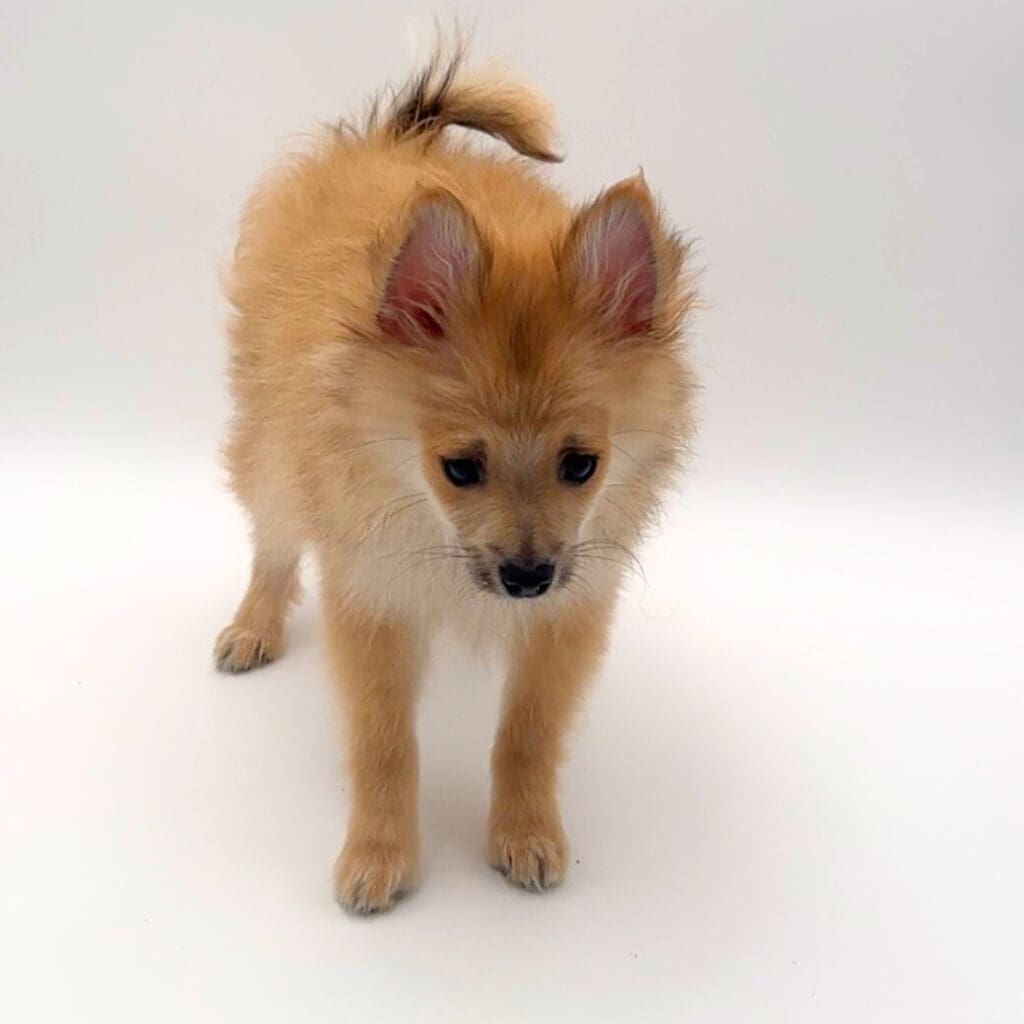 [#25197-01] - Lilac M Pomeranian Puppies For Sale