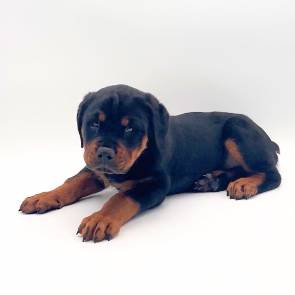 [#M01886] - Black and Mahogany M Rottweiler Puppies For Sale