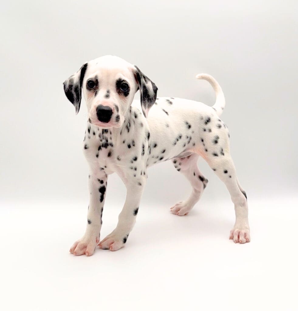 [#M01954] - White and Black F Dalmatian Puppies For Sale